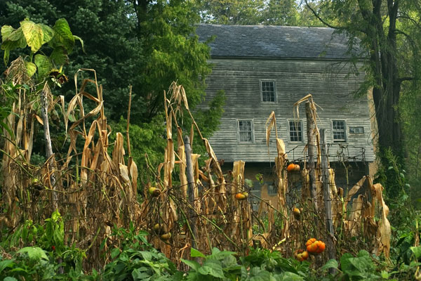 Barn & Rotting Tomatoes