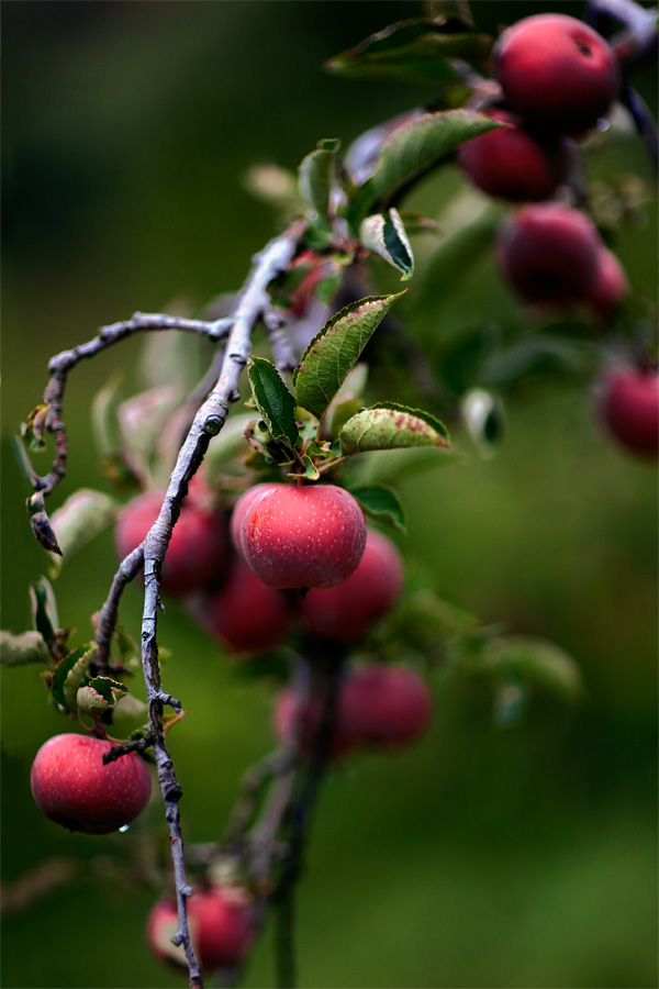 Apples