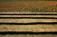 Haybales & Pumpkins