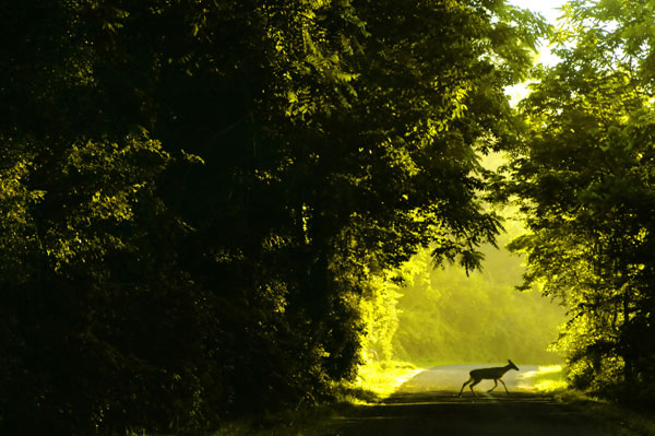 Doe in the Road